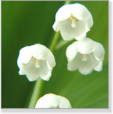 Z4 0205_1 Maiglöckchen - Thomas H. Eichkorn Zeit4men - auf - Array - Z4 0205_1 Maiglöckchen - Thomas H. Eichkorn Zeit4men - auf - Array -