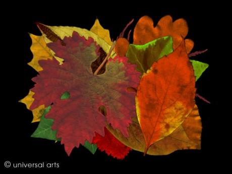 Leaves 3 von Mario Strack - Galerie Studio universal arts - Array auf - Array - Leaves 3 von Mario Strack - Galerie Studio universal arts - Array auf - Array -