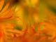 Einblick (2006) - Christine Gross -  auf  - Sonstiges - 