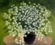 ---BOUQUET WITH WHITE CAMOMILES ---BOUQUET WITH WHITE CAMOMILES