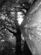 Tall Trees - Saskia Deschan - auf - Bäume-Wald - Tall Trees - Saskia Deschan - auf - Bäume-Wald -