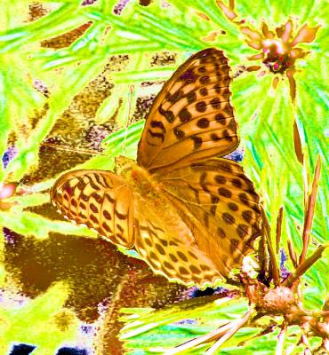 ---schmetterling fotokunst fotografie - brigitte gawron - auf - Array - ---schmetterling fotokunst fotografie - brigitte gawron - auf - Array -