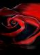 Rose Rose