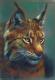 Luchs Luchs