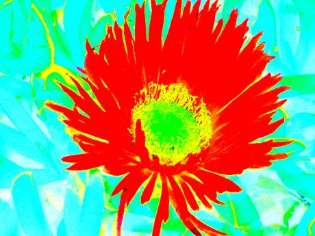 Rote Blume - Kunstdruck - Kristin Gräfin von Montfort - Array auf - Array - Rote Blume - Kunstdruck - Kristin Gräfin von Montfort - Array auf - Array -
