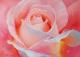 Rosenblüte mit Tautropfen Rosenblüte mit Tautropfen